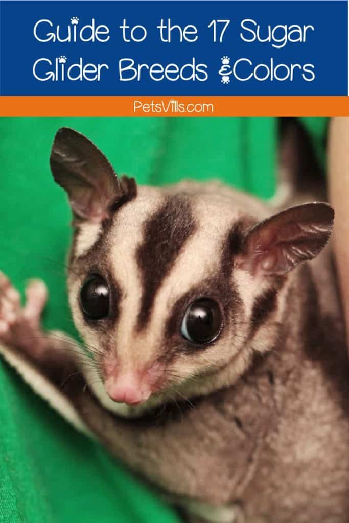 Curious about the different types of sugar glider breeds and colors? Check out our guide to the 17 variations for these unique exotic marsupials! 