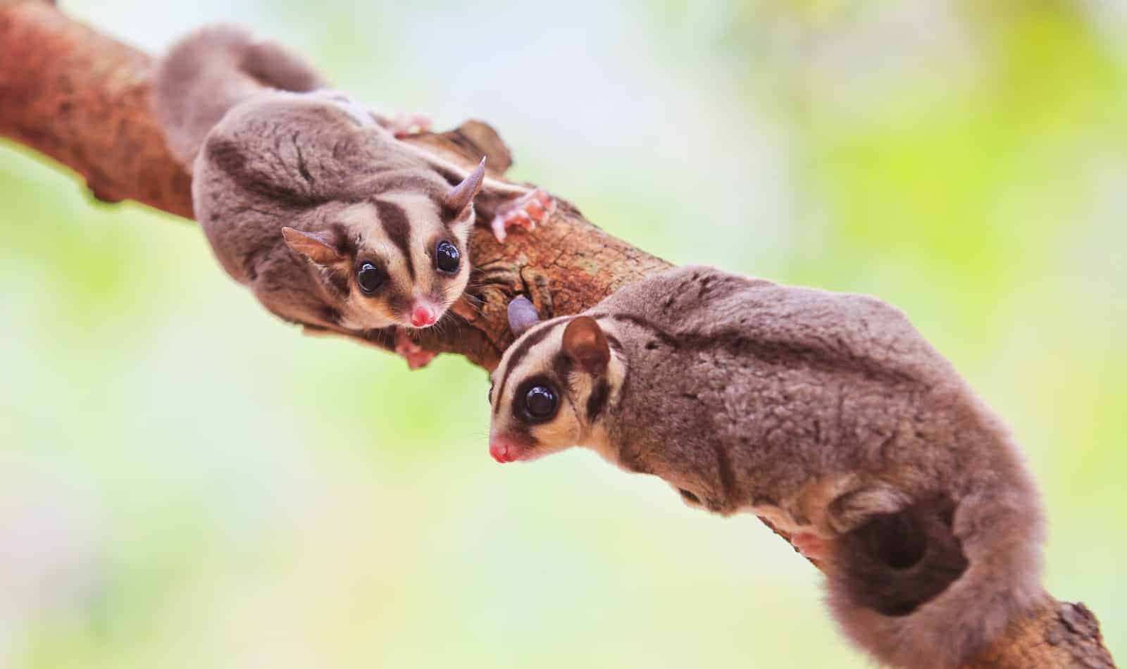 Looking for an easy guide to sugar glider care for new owners? We've covered all of the basics, from diet to housing and more in our quick start guide.