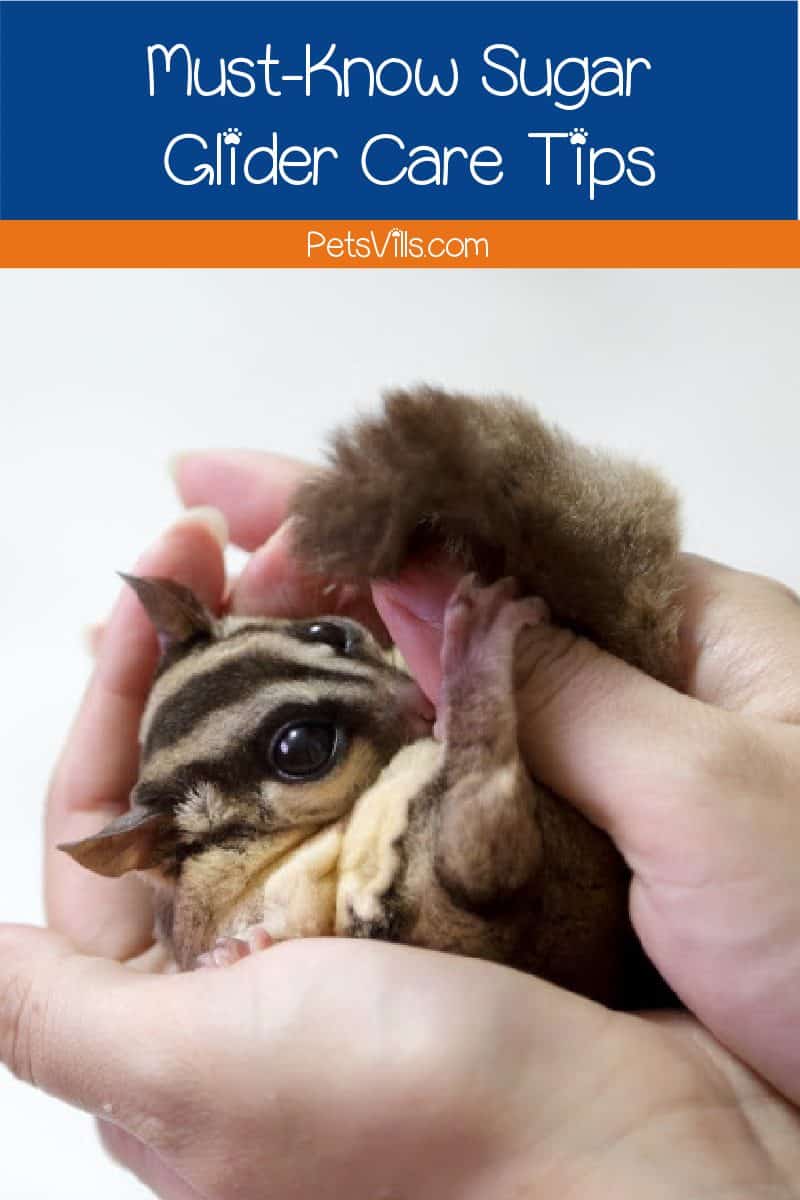 Looking for an easy guide to sugar glider care for new owners? We've covered all of the basics, from diet to housing and more in our quick start guide.