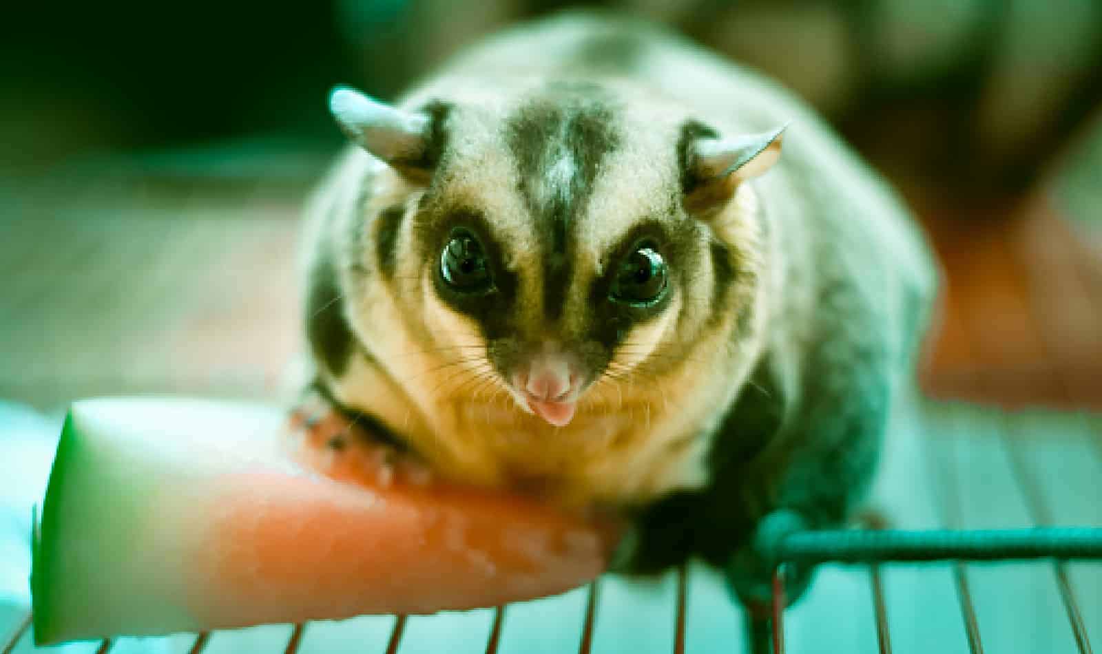 Looking for some amazing healthy sugar glider treats that you can buy online? Check out our top 10 picks that our own gliders love!