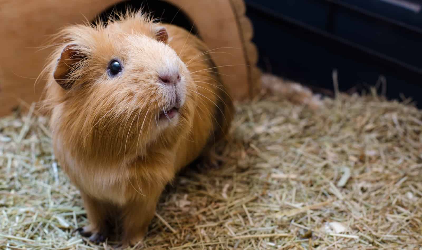 If you're looking for some great guinea pig names starting with P, come on in! We narrowed down thousands to our top 100 favorites!
