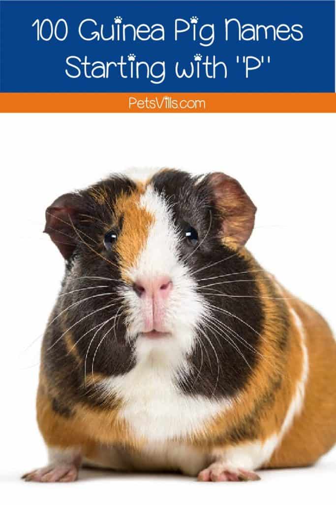 If you're looking for some great guinea pig names starting with P, come on in! We narrowed down thousands to our top 100 favorites!