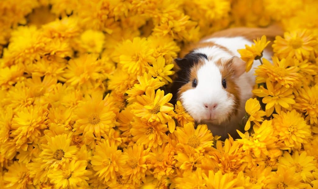 Want to know how to tell if your guinea pig is happy? Read on for the top 7 surefire signs of a blissful cavy!