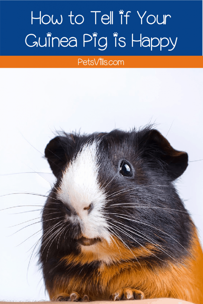Want to know how to tell if your guinea pig is happy? Read on for the top 7 surefire signs of a blissful cavy!