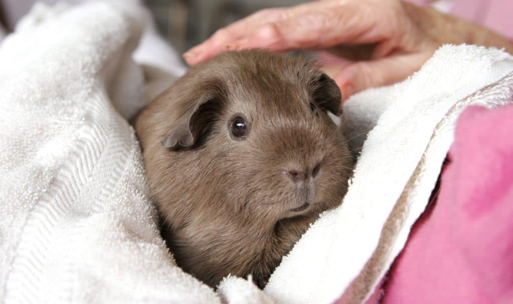 Looking for tips on how to help your guinea pig live longer? Check out our guide to getting more time with your beloved cavy!