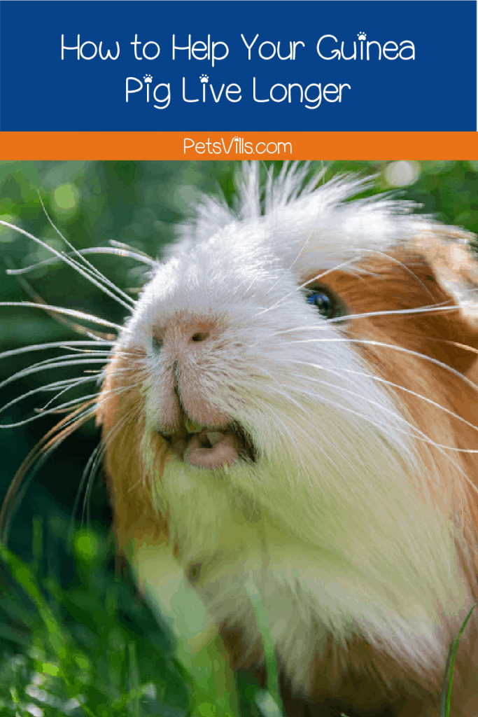 Looking for tips on how to help your guinea pig live longer? Check out our guide to getting more time with your beloved cavy!