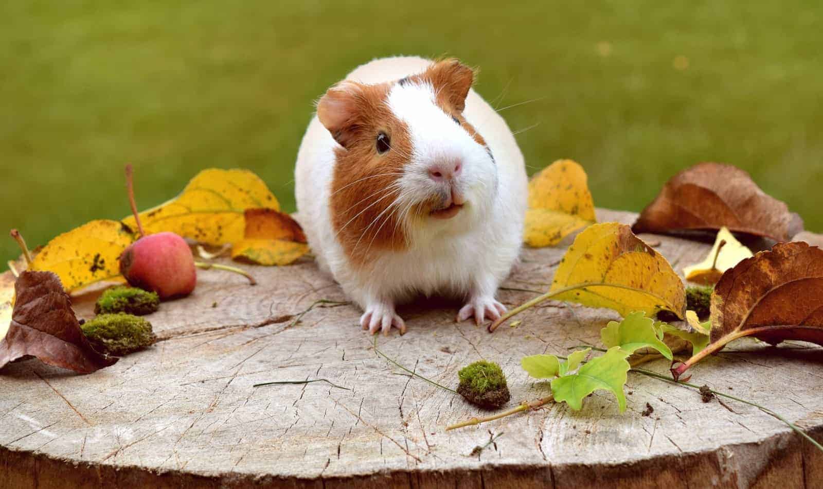 list of cute, funny, youtube videos featuring guinea pigs