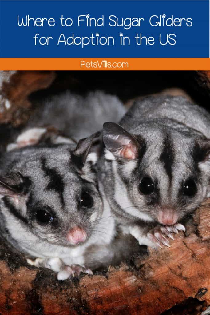 Looking for low cost or free sugar gliders for adoption in the US? Check out these resources for finding reputable breeders & rescues!