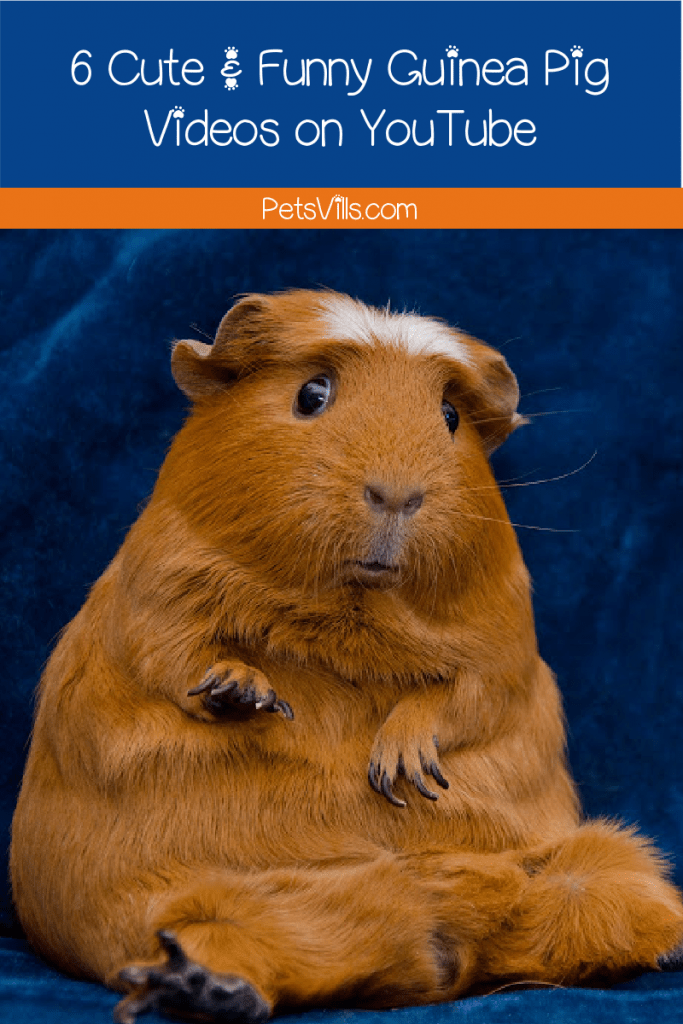 Looking for some cute, funny YouTube videos featuring guinea pigs? We got your back! We listed 6 videos that will surely light up your day!