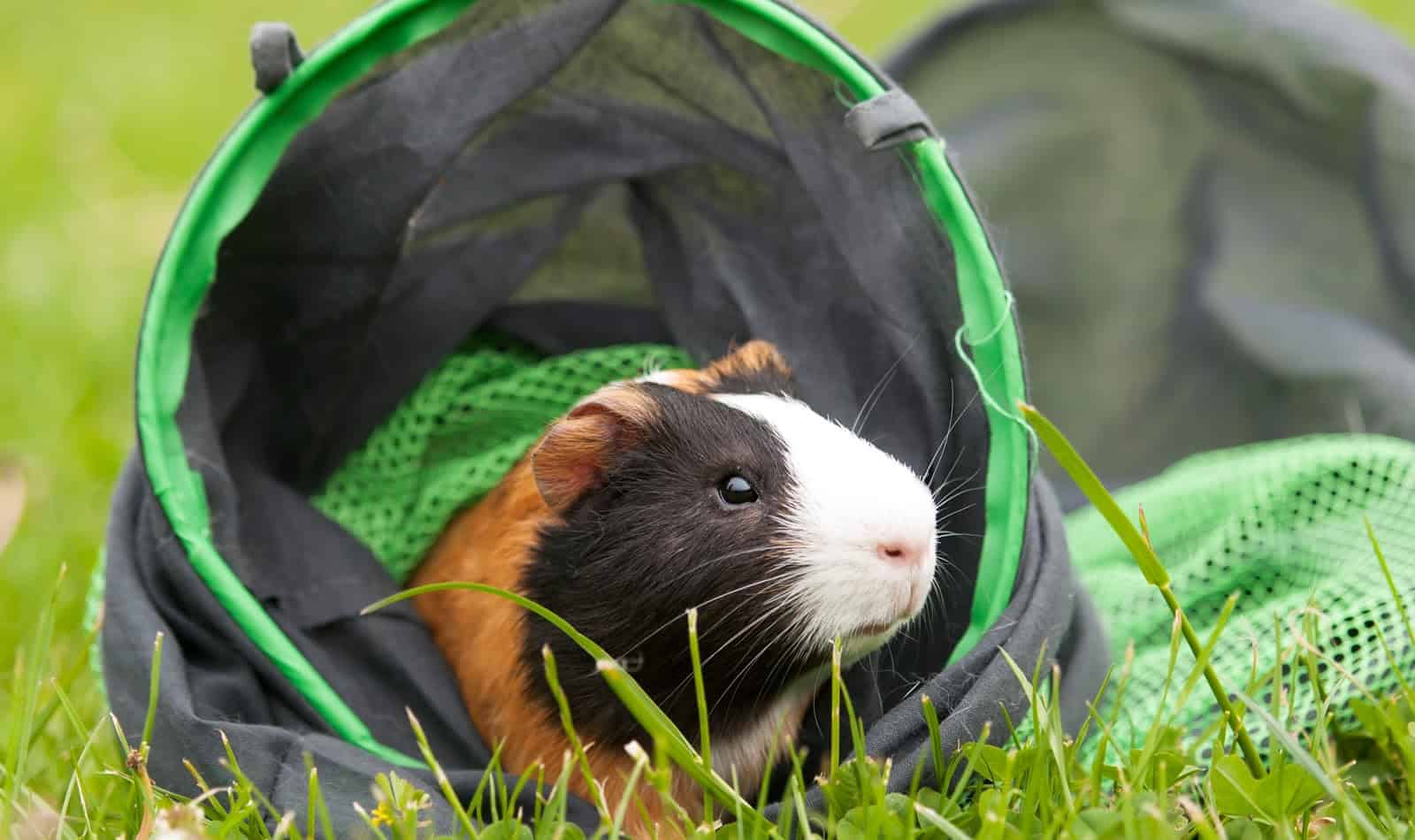 These boredom buster ideas for your guinea pig will help her live the best life possible. Check them out and try some today!