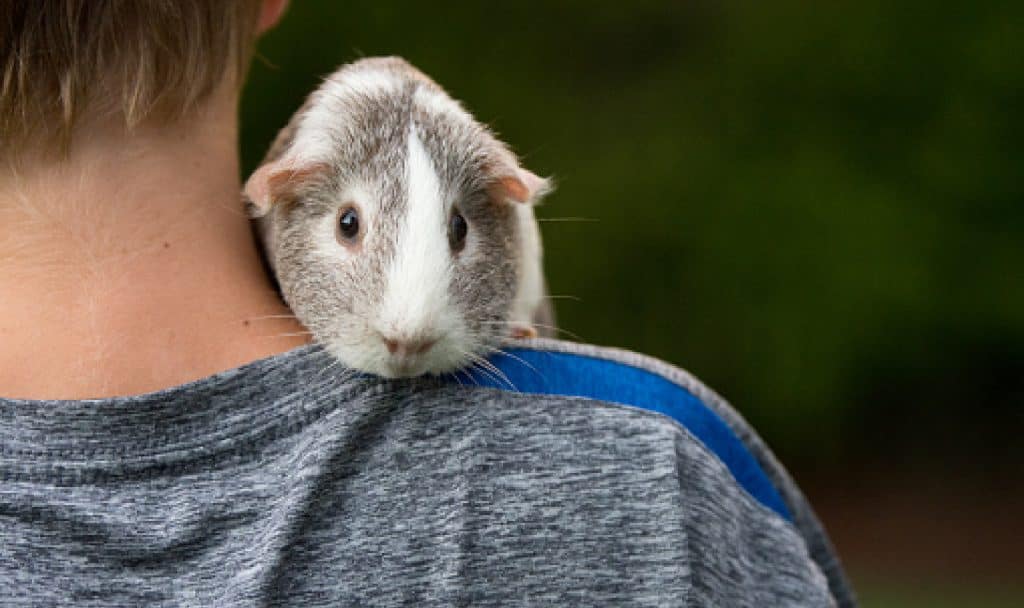 Looking for ways to make your guinea pig happy? I've got you! Check out these 6 easy things every cavy owner needs to be doing!