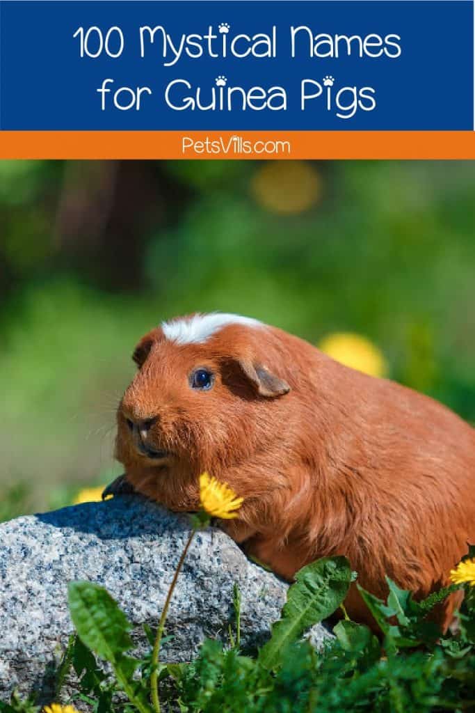 If you're looking for some mystical guinea pig names, get ready to be wowed! We came up with 100 magical ideas. Check them out!