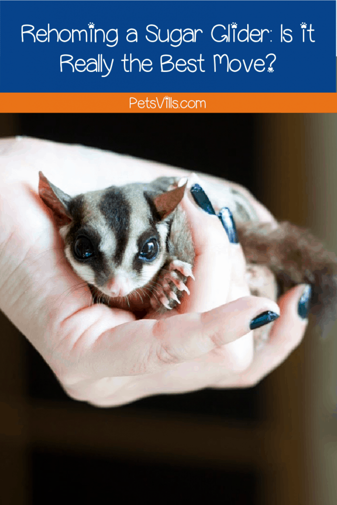 Thinking of rehoming your sugar glider because you can't give him the attention he needs? Before you do, read this first!