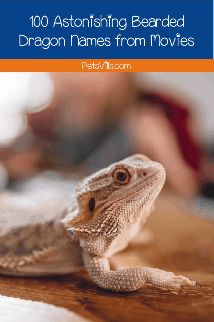 Looking for some bearded dragon names from movies? Well, we've got you 100 ideas from famous Hollywood films that you will surely love!