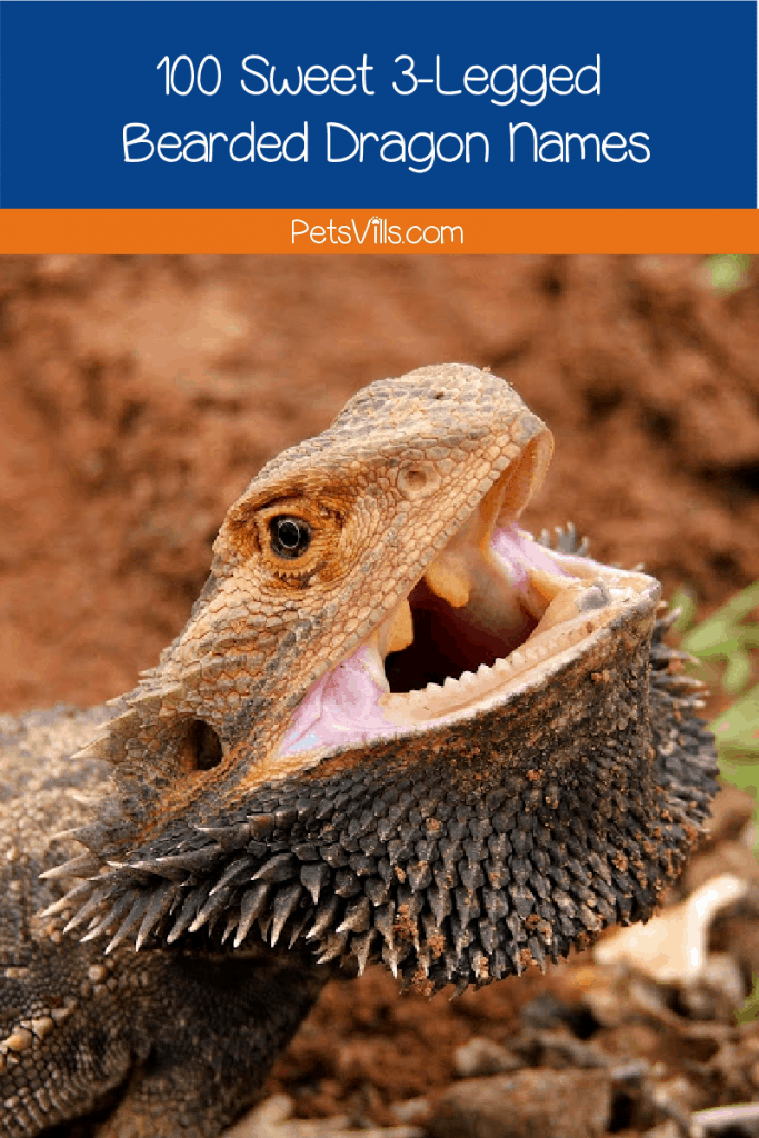 Looking for some three-legged bearded dragon names? We've got 100 ideas for females and males that will surely match your little survivor! Read on!