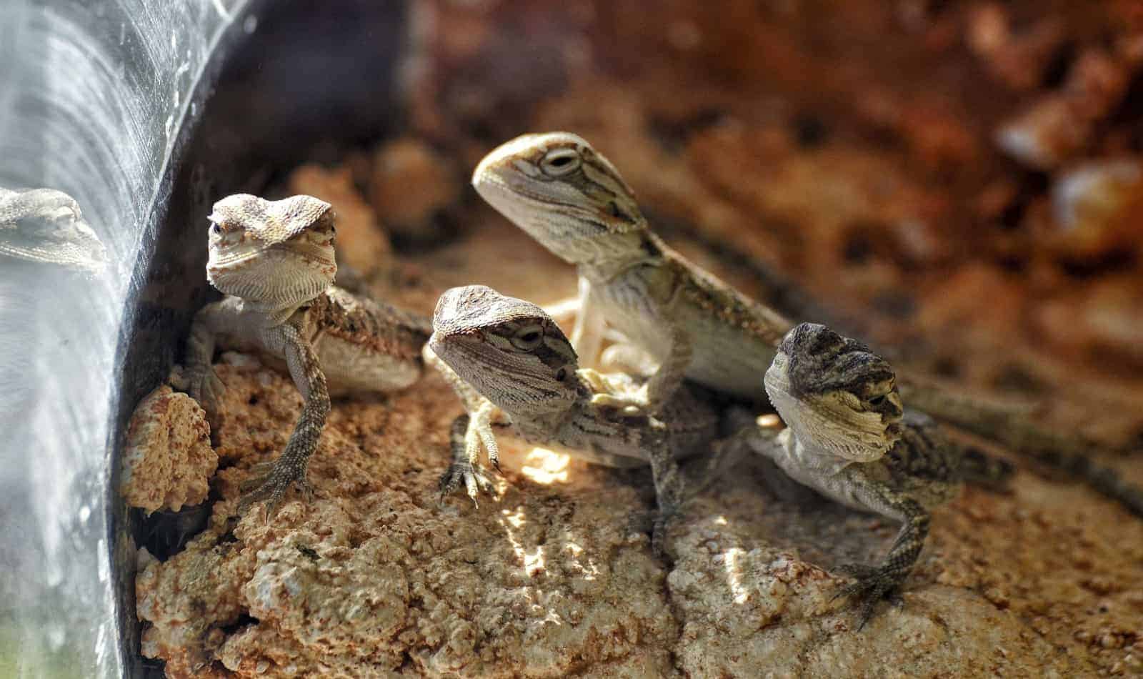 baby bearded dragons in their dig box substrate