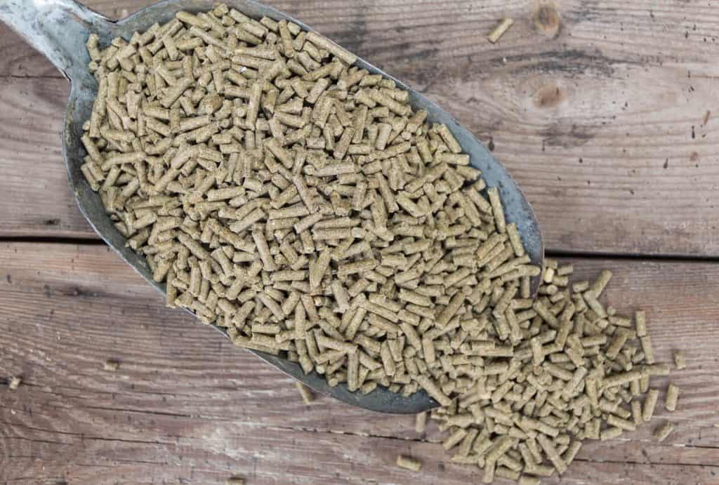 Alfalfa pellets substrate for bearded dragon