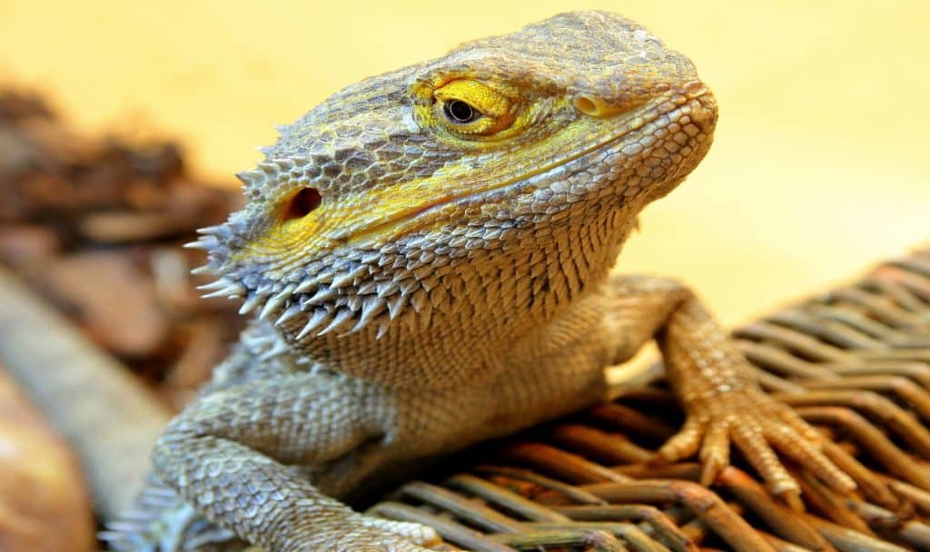 yellow bearded dragon with a fierce look