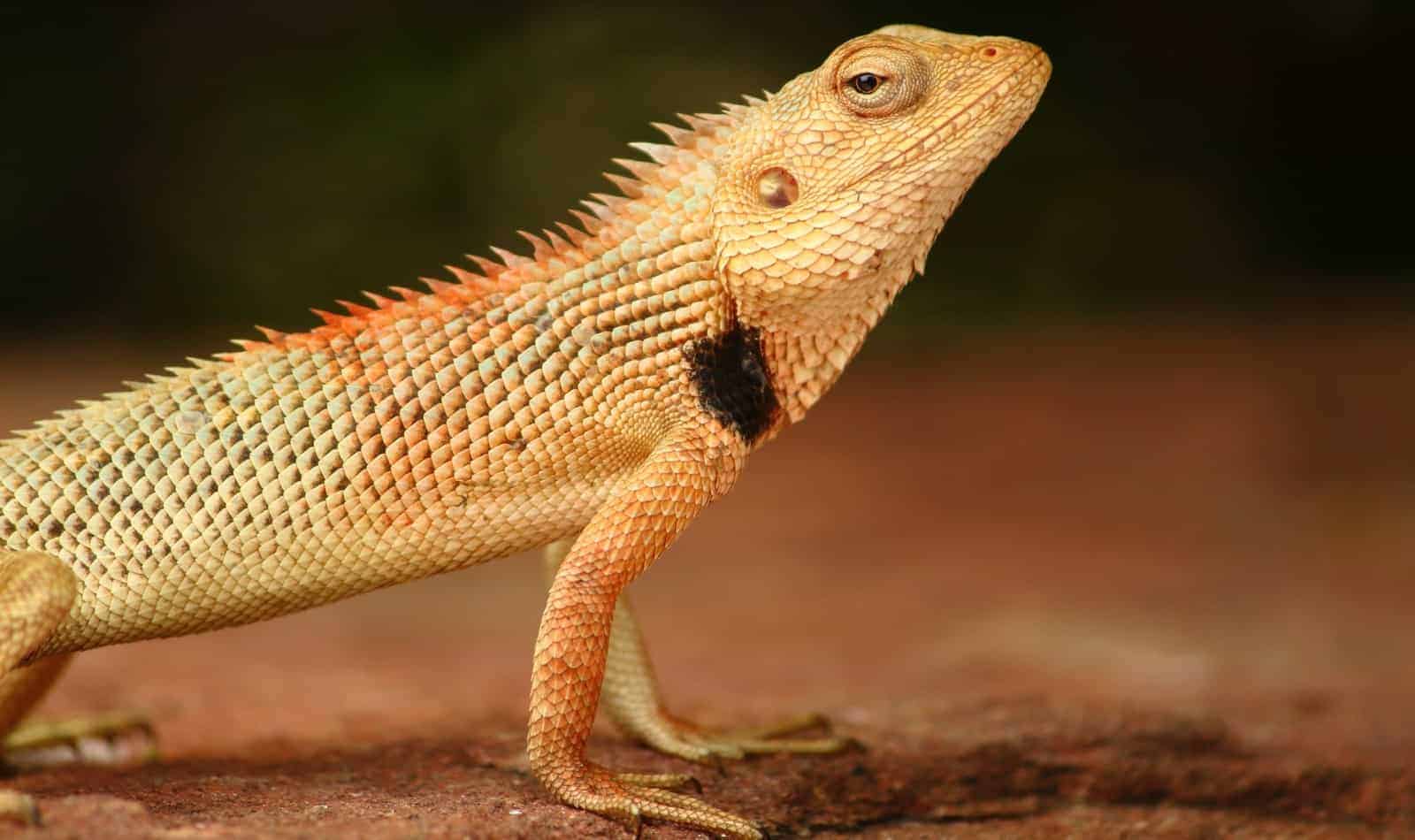 close-up shot of a bearded dragon facing right: bearded dragon names from movies