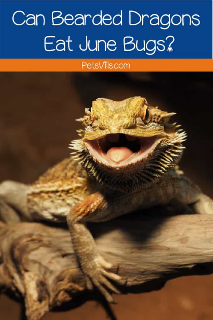 Can bearded dragons eat June bugs? What about other insects? Read on for a complete guide to feeding bugs to your bearded!