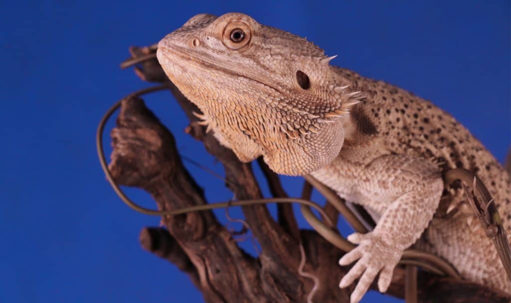 bearded dragon sitting on a branch
