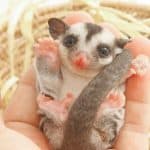cleaning a sugar glider cage for a baby glider