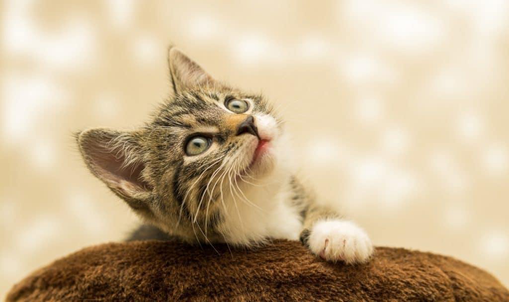 cute kitten suitable for disney-inspired pet name