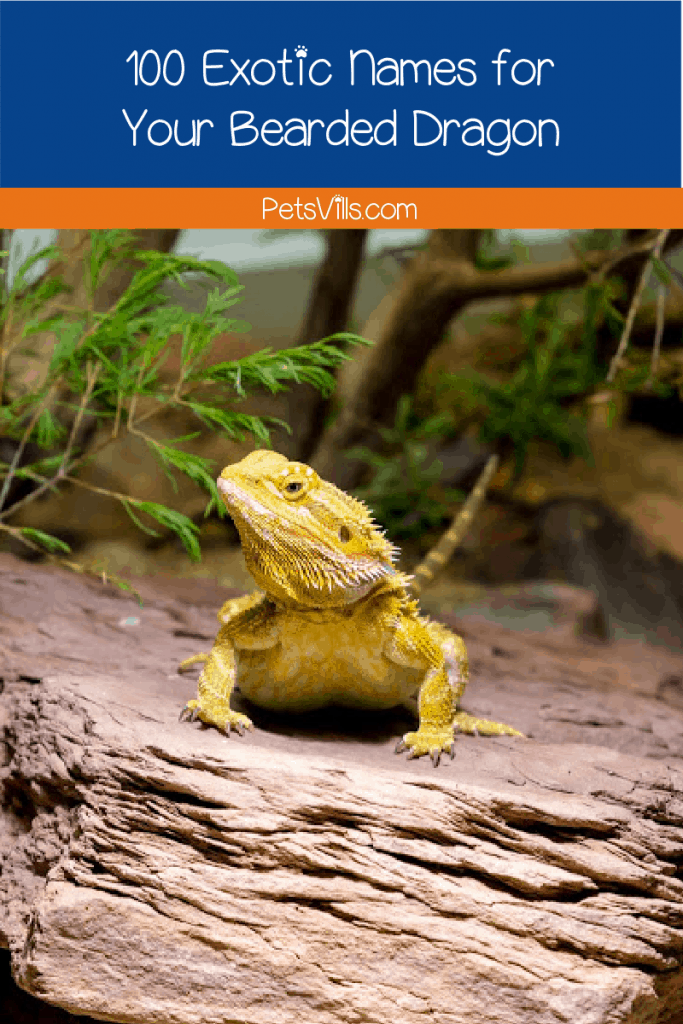 Looking for some exotic names for bearded dragons? We listed 100 ideas that will help you choose a perfect one for your new companion!