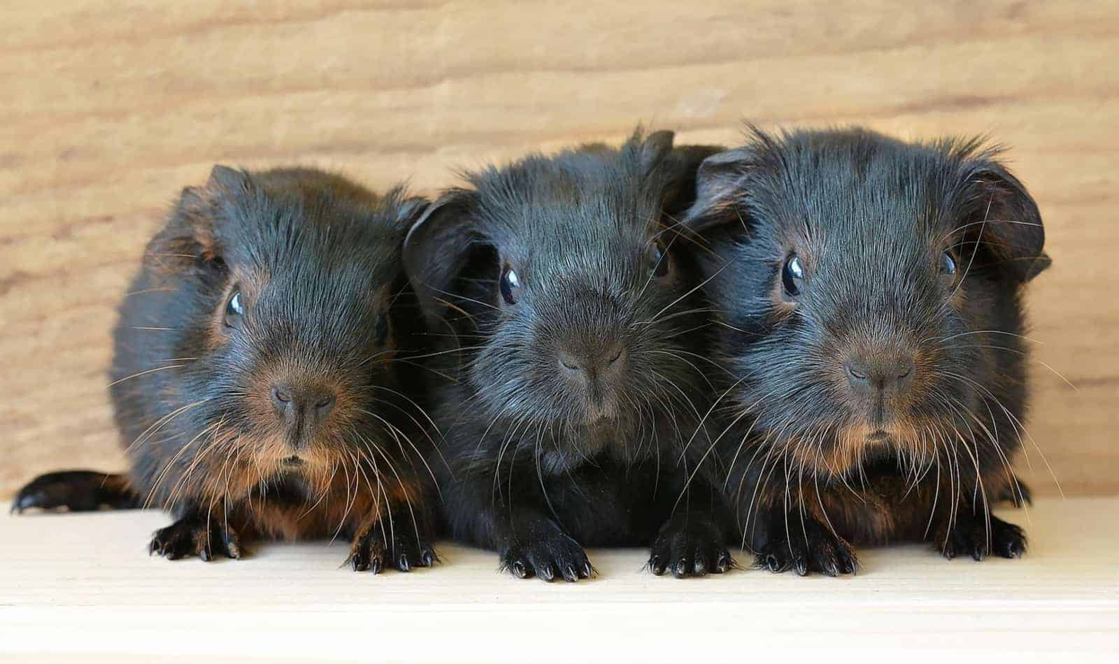 list of guinea pig names beginning with a