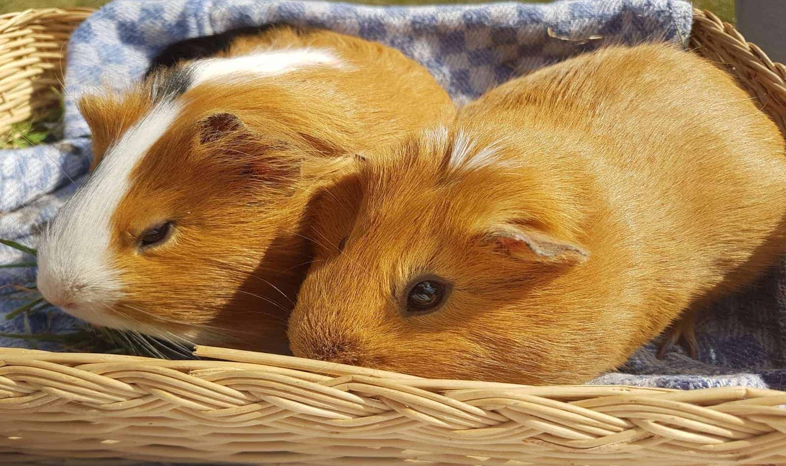 list of guinea pig names that end in y