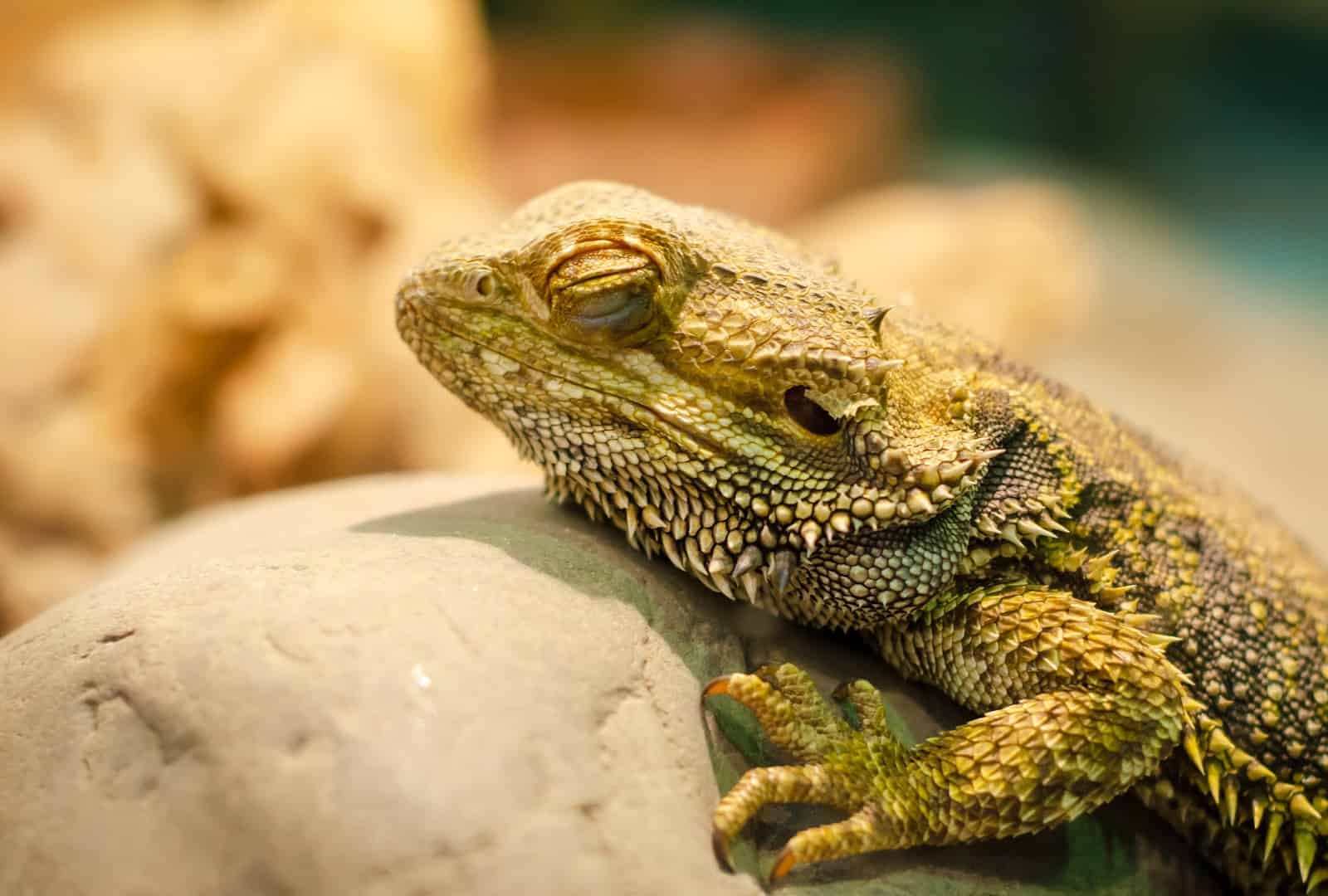 How do bearded dragons sleep? That's what we're answering today! Get to know why bearded dragons have several sleep quirks and their effects.