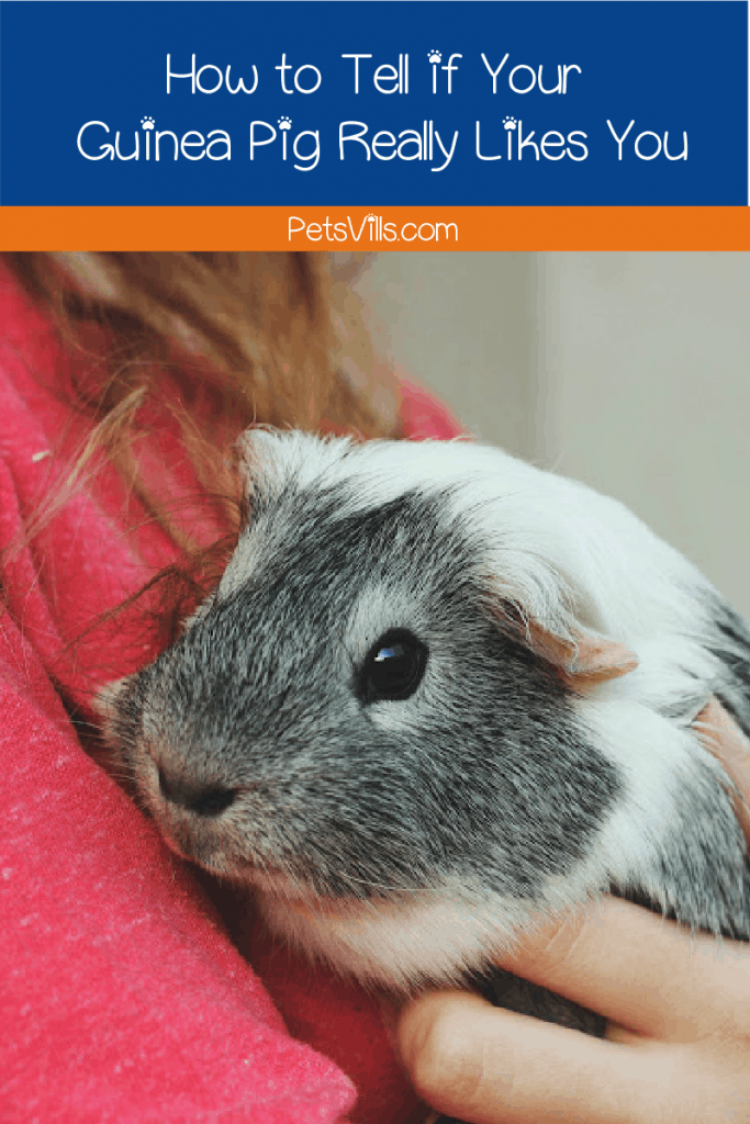 Wondering how to tell if your guinea pig likes you? Read on to understand the indications of your pet's happiness and love for you!
