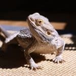 star wars bearded dragon names for your little dragon