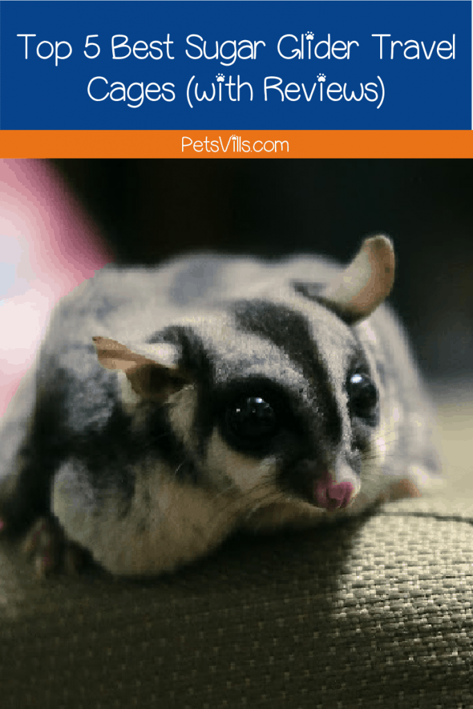 Are you looking for the best sugar glider travel cages? We chose and reviewed 5 of them that you will find helpful when carrying your pet!