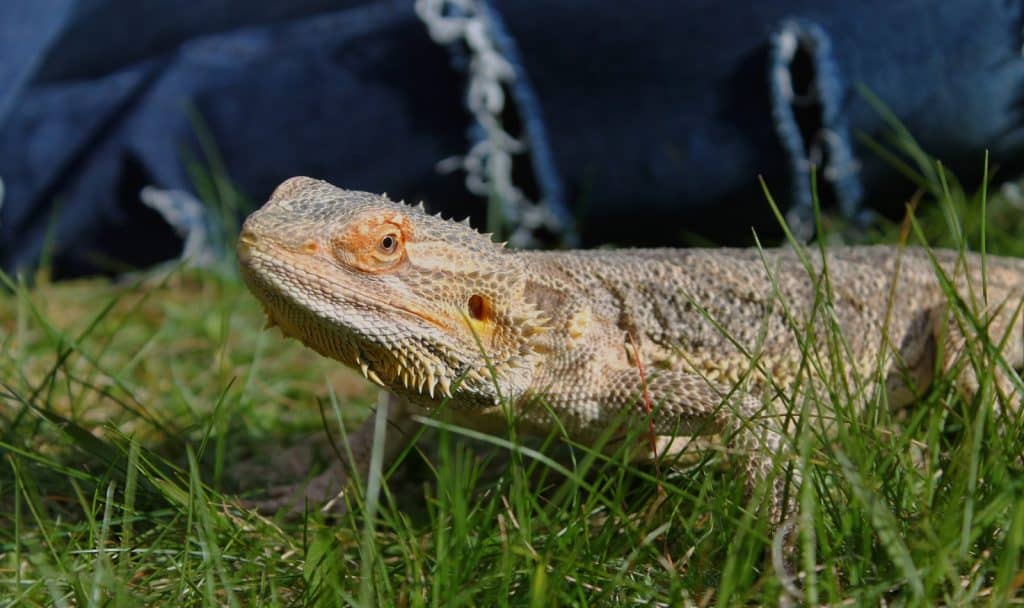 a bearded dragon walking on a grass but how long can bearded dragons be out of their cage?