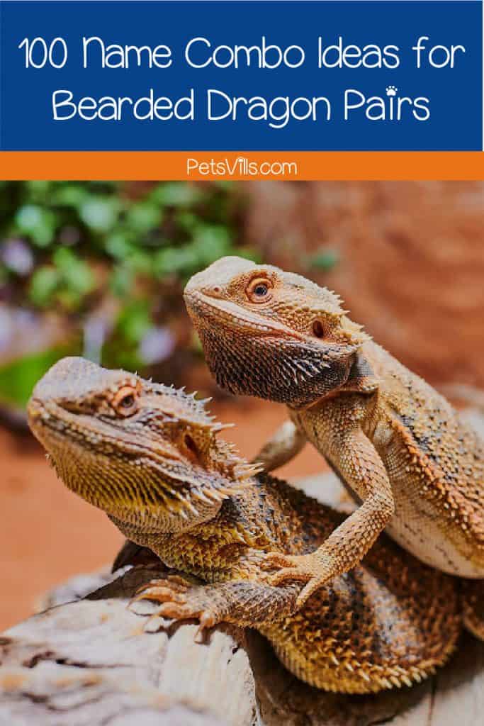 pair of bearded dragons on a rock