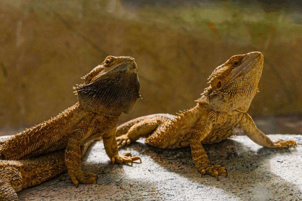 a pair of bearded dragons on top of a rough stone