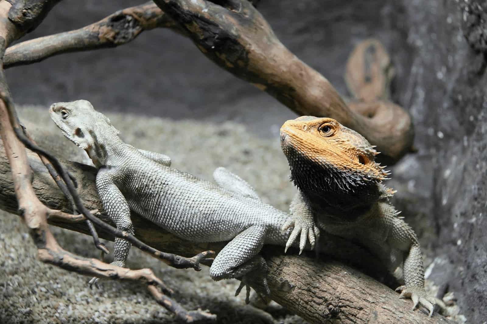 two bearded dragons climbing a tree