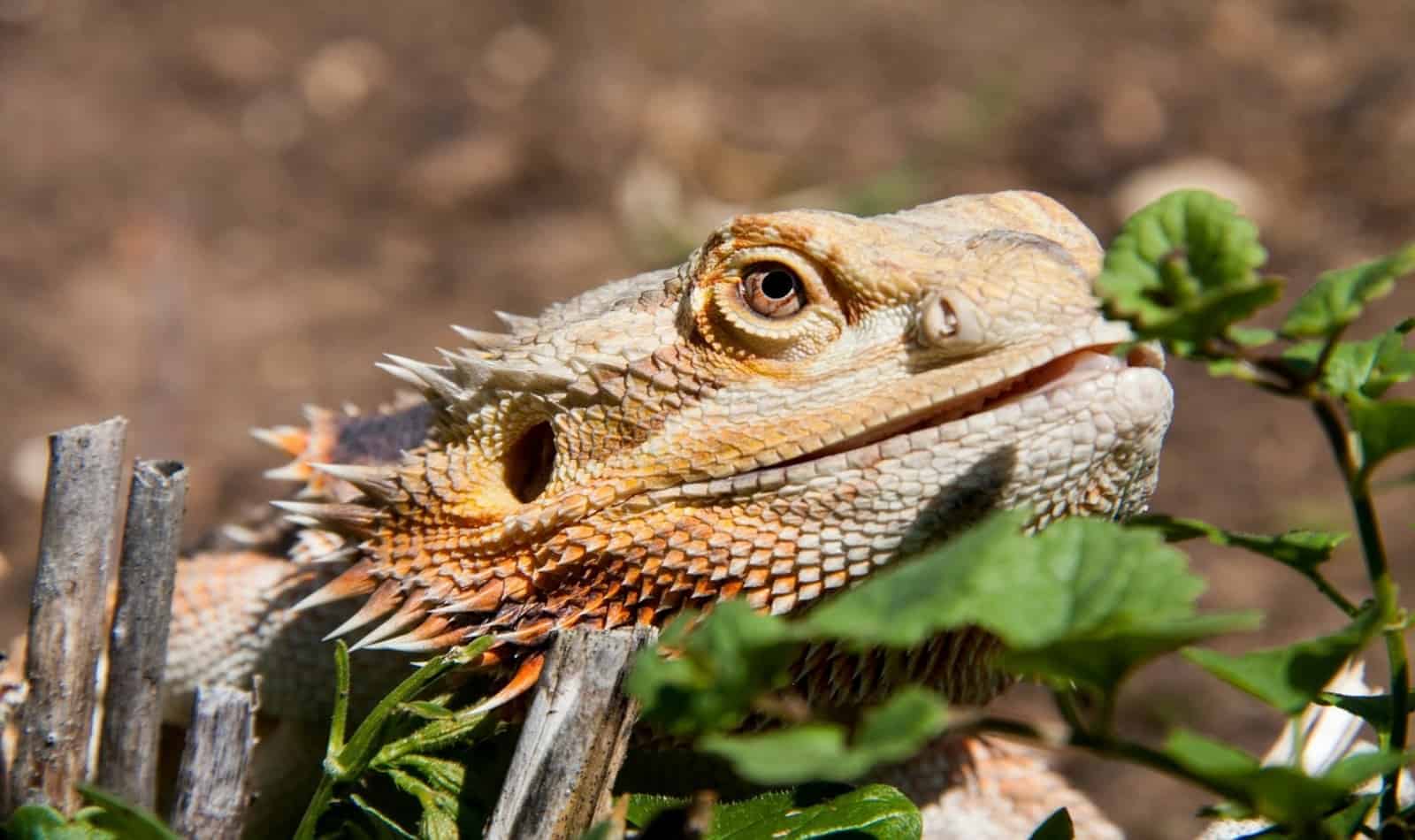 bearded dragon hiding behind grasses and woods