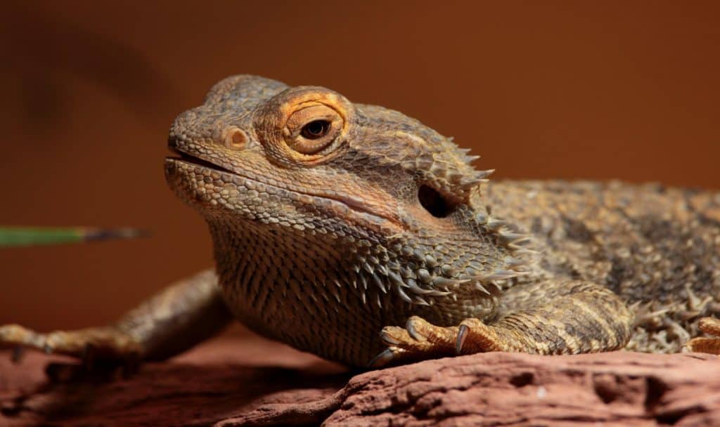 close up shot of a brown bearded dragon
