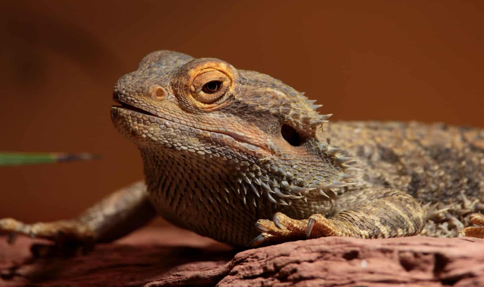Can bearded dragons eat canned fruit? 