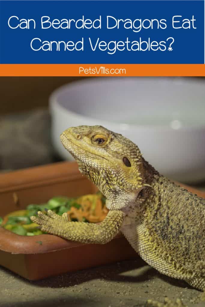 Bearded dragon eating canned vegetables out of a food dish