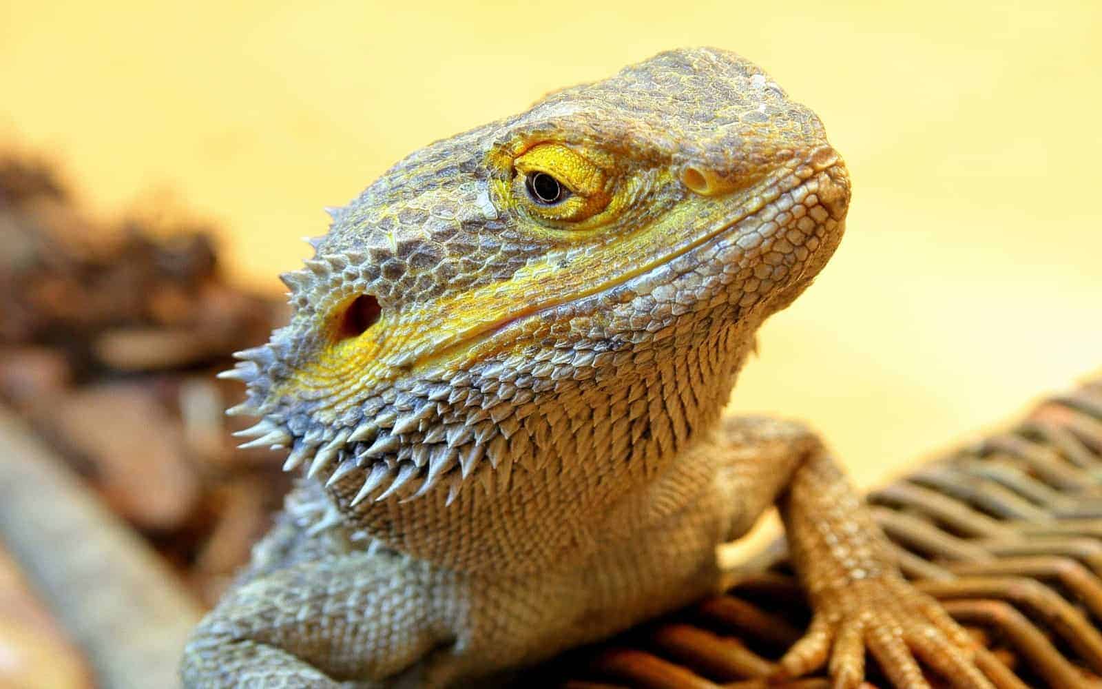 yellow bearded dragon seems like finding spring mix to eat