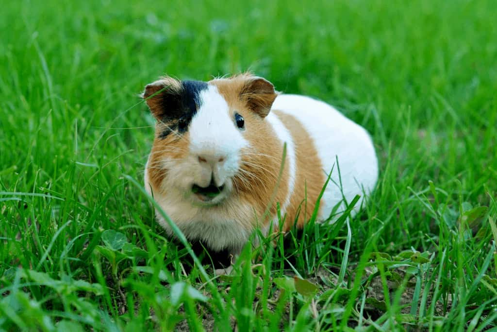 a cute guinea pig surrounded by green grasses: can guinea pigs eat grass instead of hay?