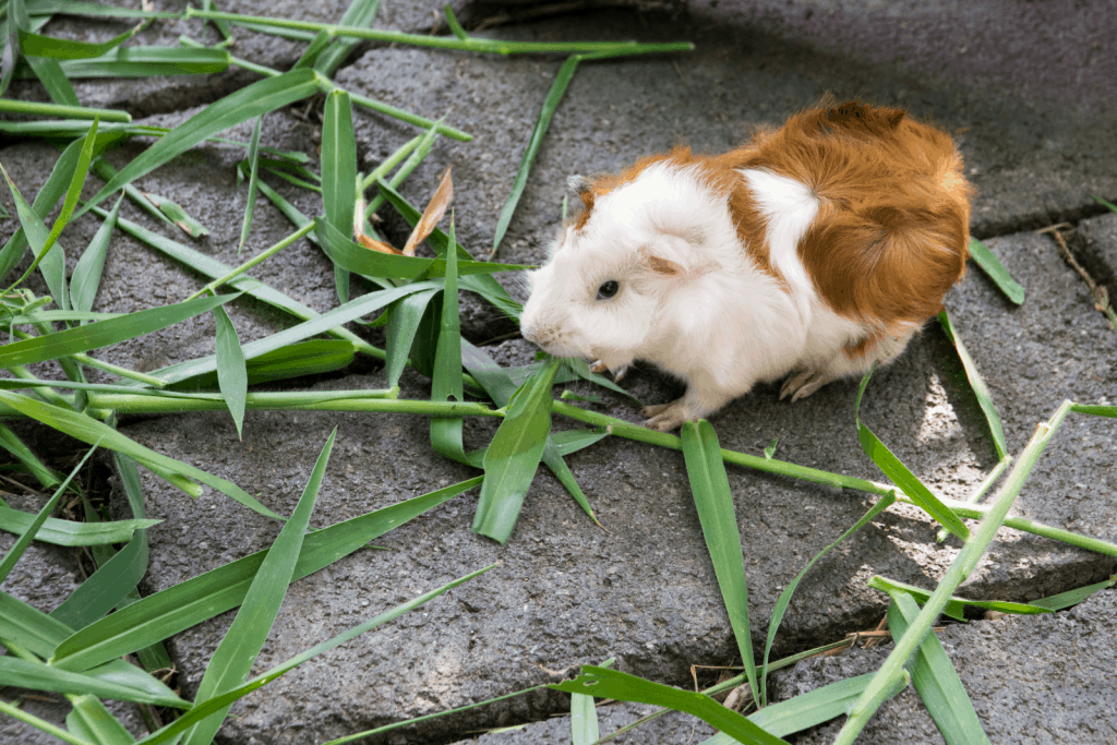 guinea pig standing in front of grass clippings