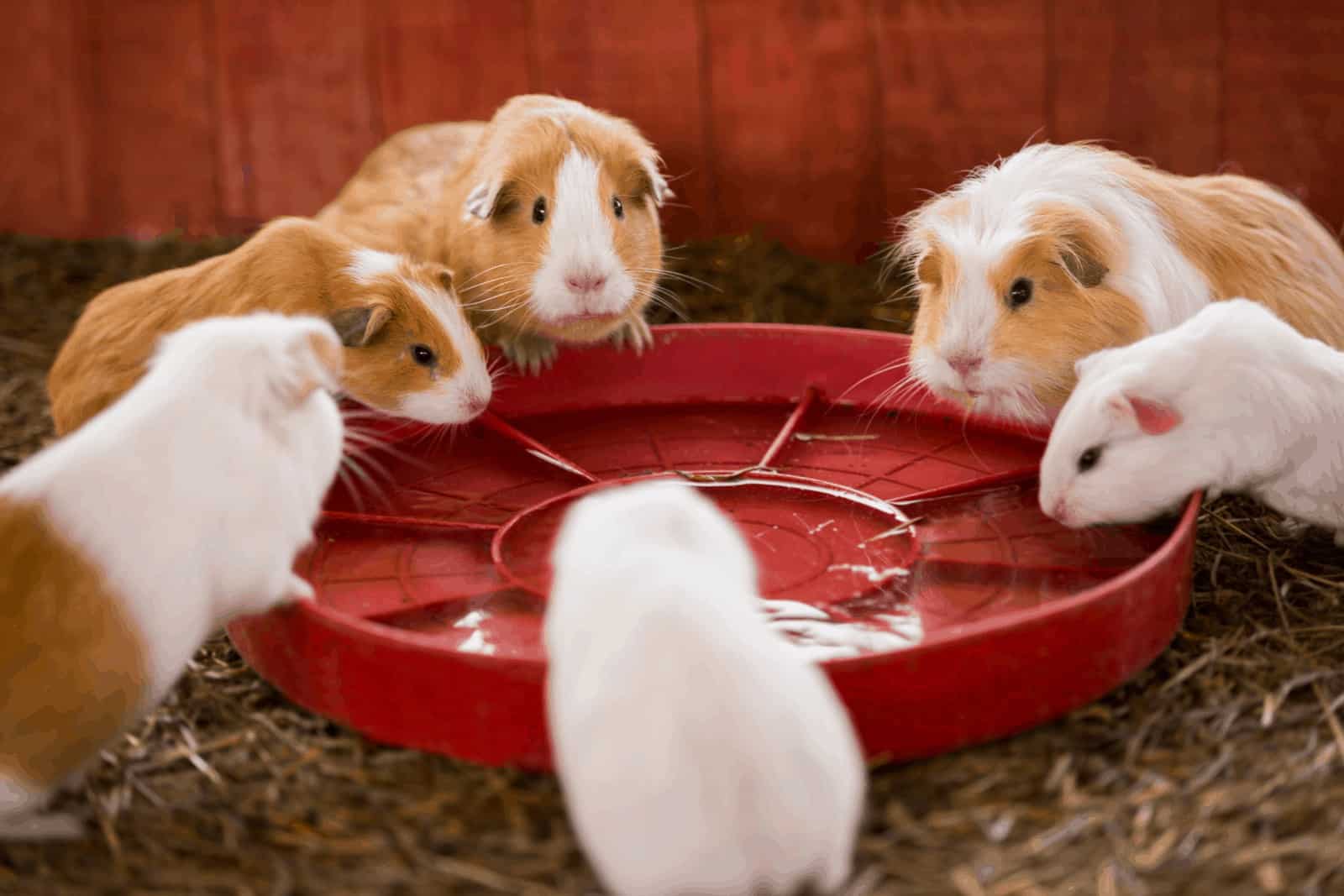 5 guinea pigs eating on a red bowl