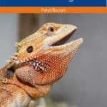 Bearded dragon standing tall with text that reads 