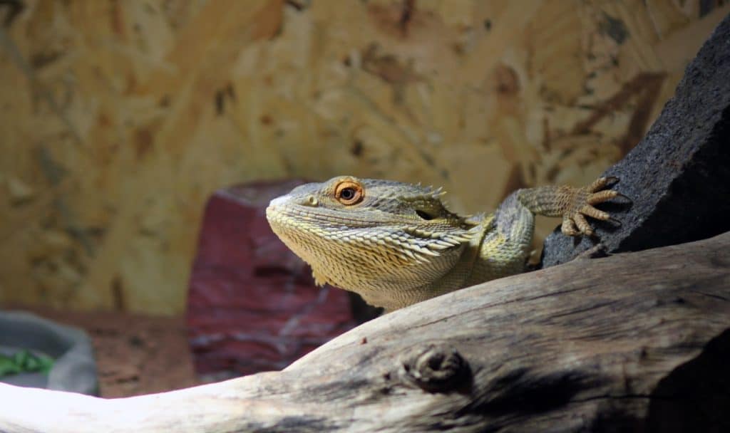 pogona vitticeps with fancy bearded dragon names on top of a wood