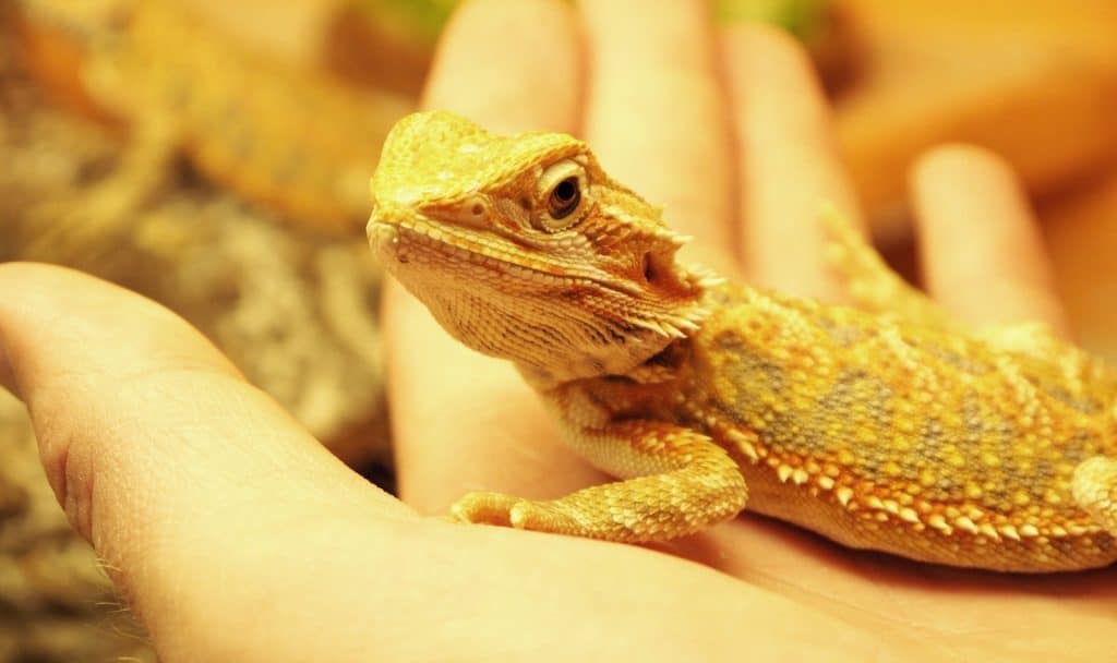 little yellow bearded dragon on the palm of a hand