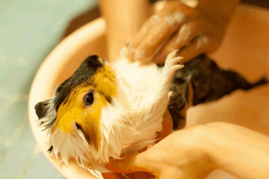 a hand applying guinea pig shampoo to the body of the cute guinea